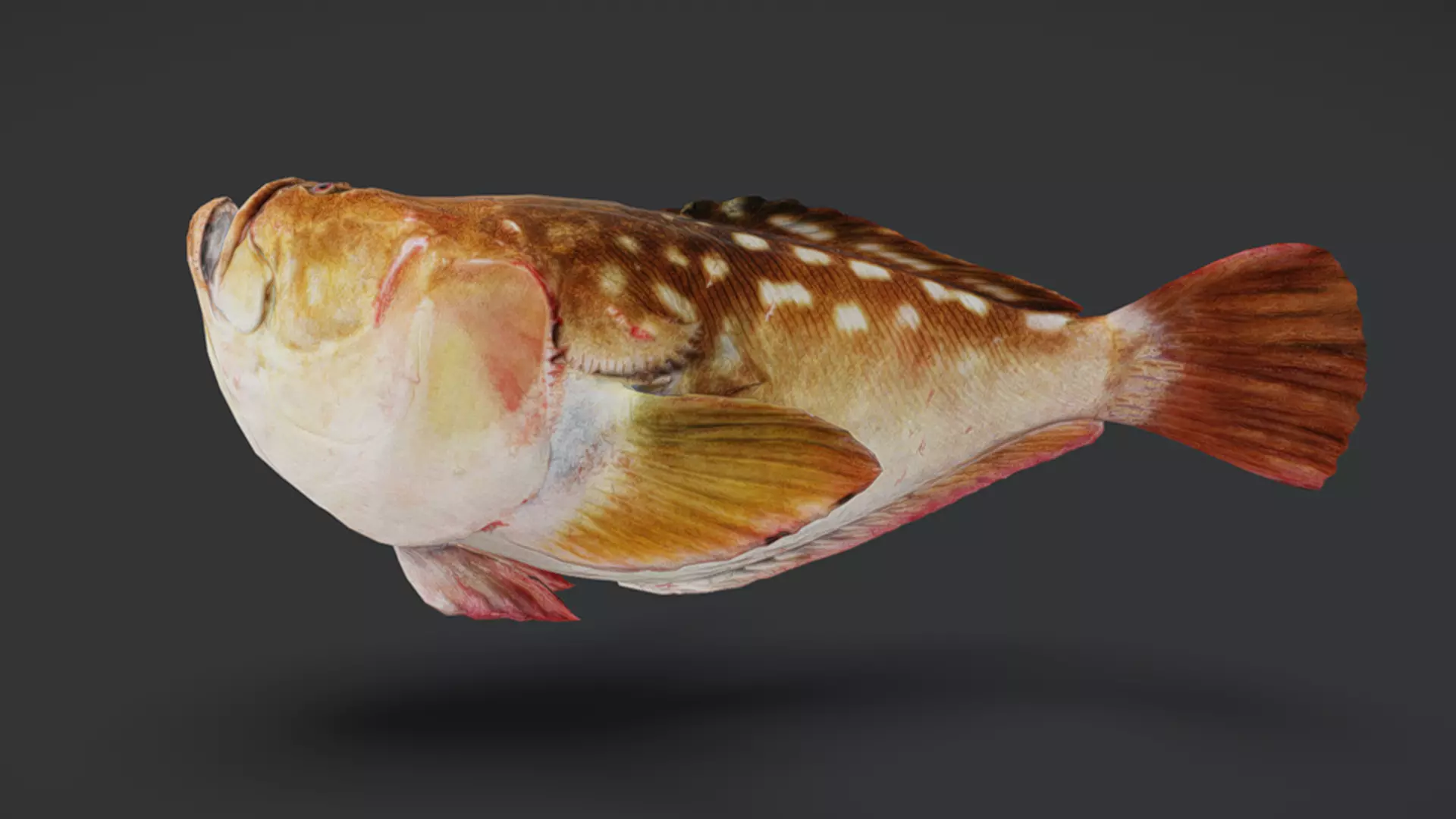 Ocean Fish Pack  3D model_42