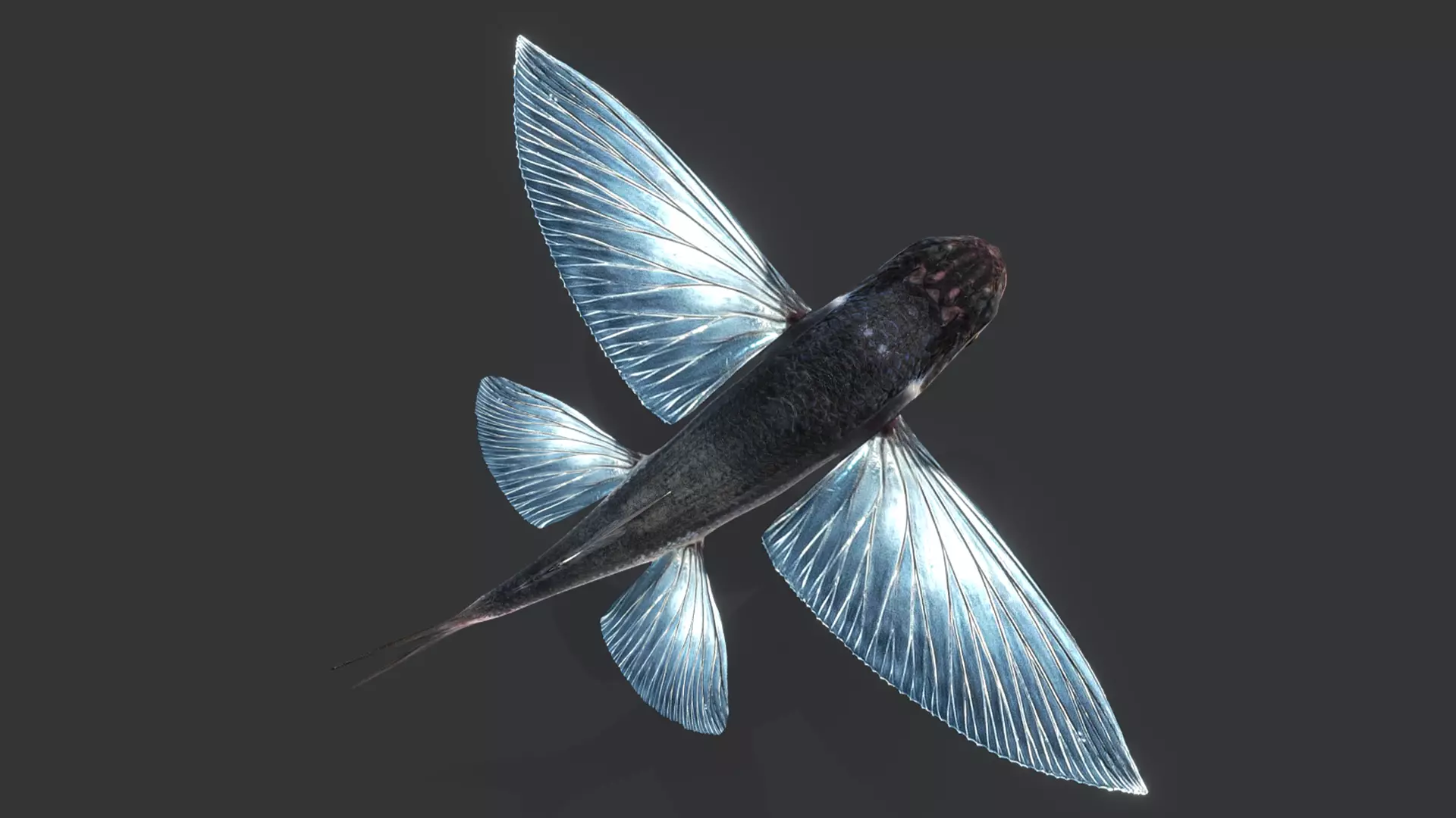 Ocean Fish Pack  3D model_14