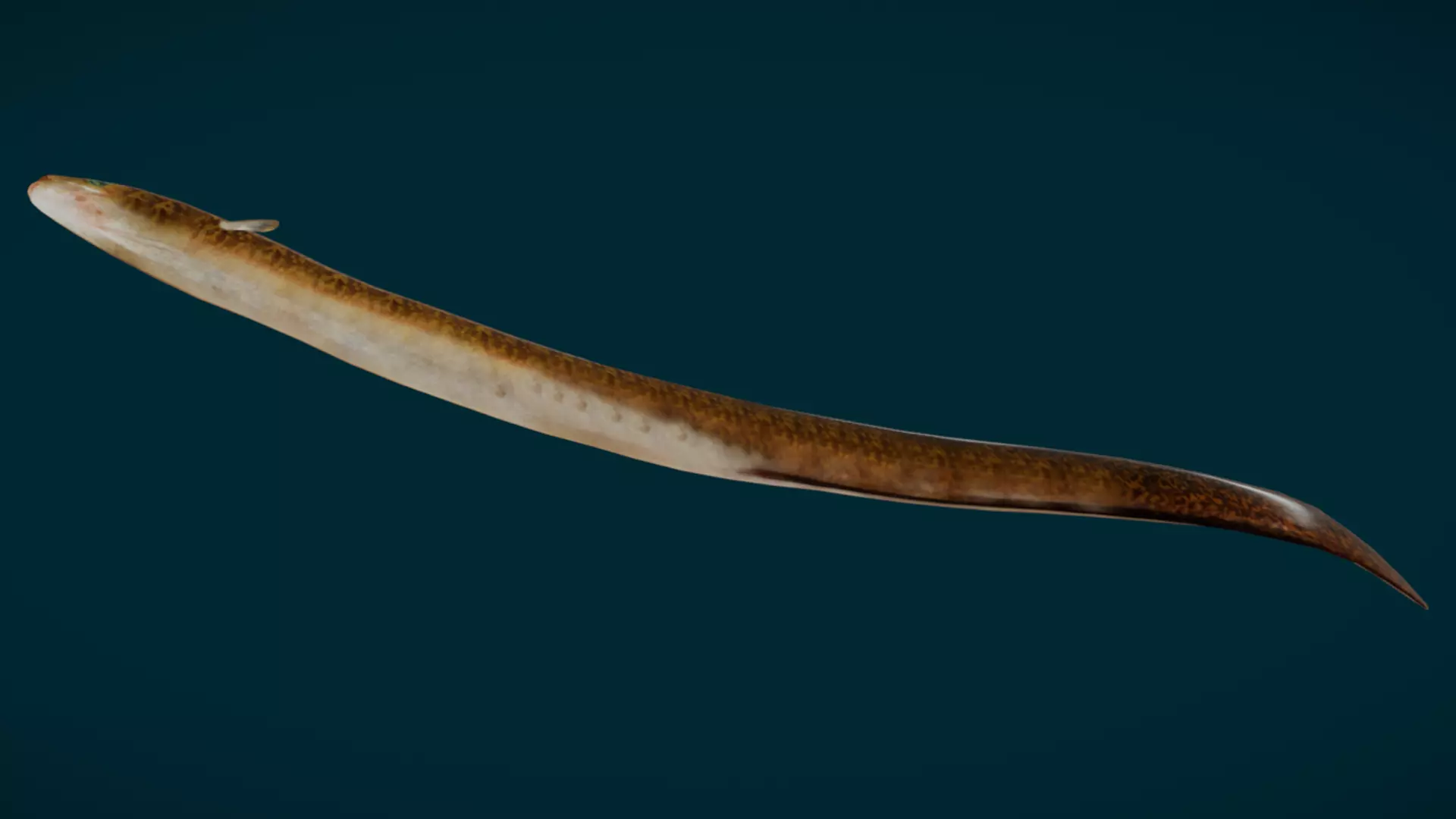 Ocean Fish Pack  3D model_51