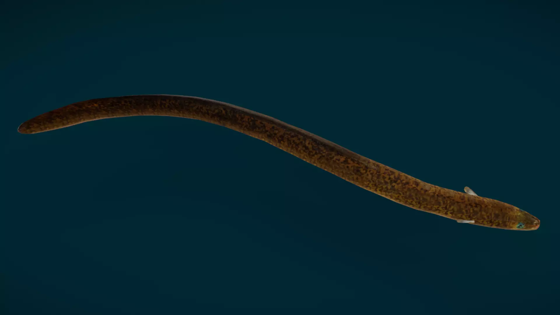 Ocean Fish Pack  3D model_50