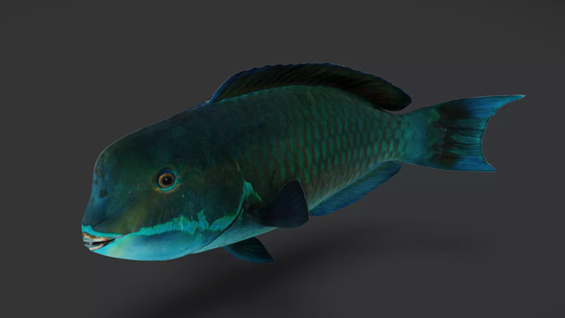 Ocean Fish Pack  3D model_38