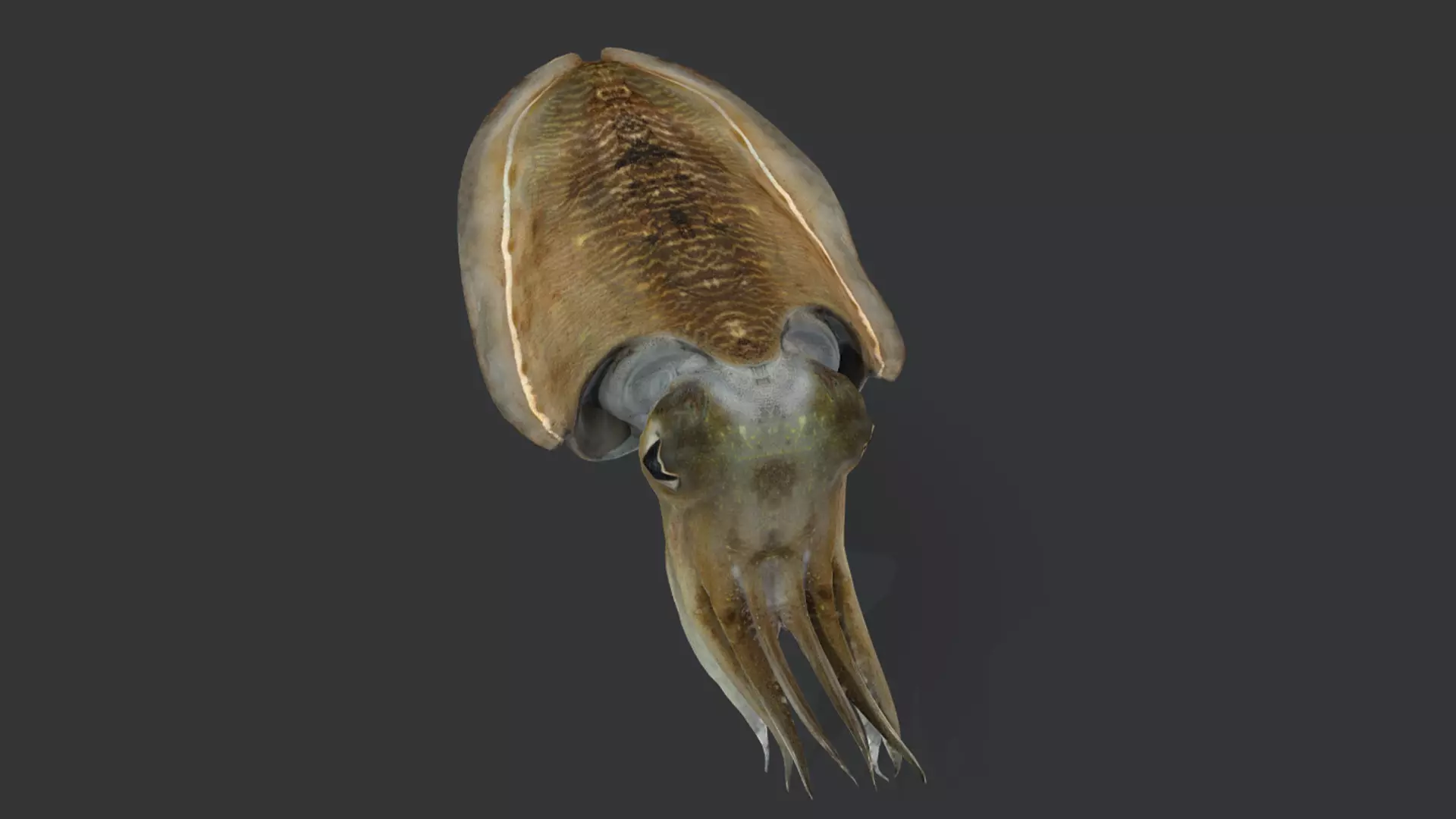 Ocean Fish Pack  3D model_30