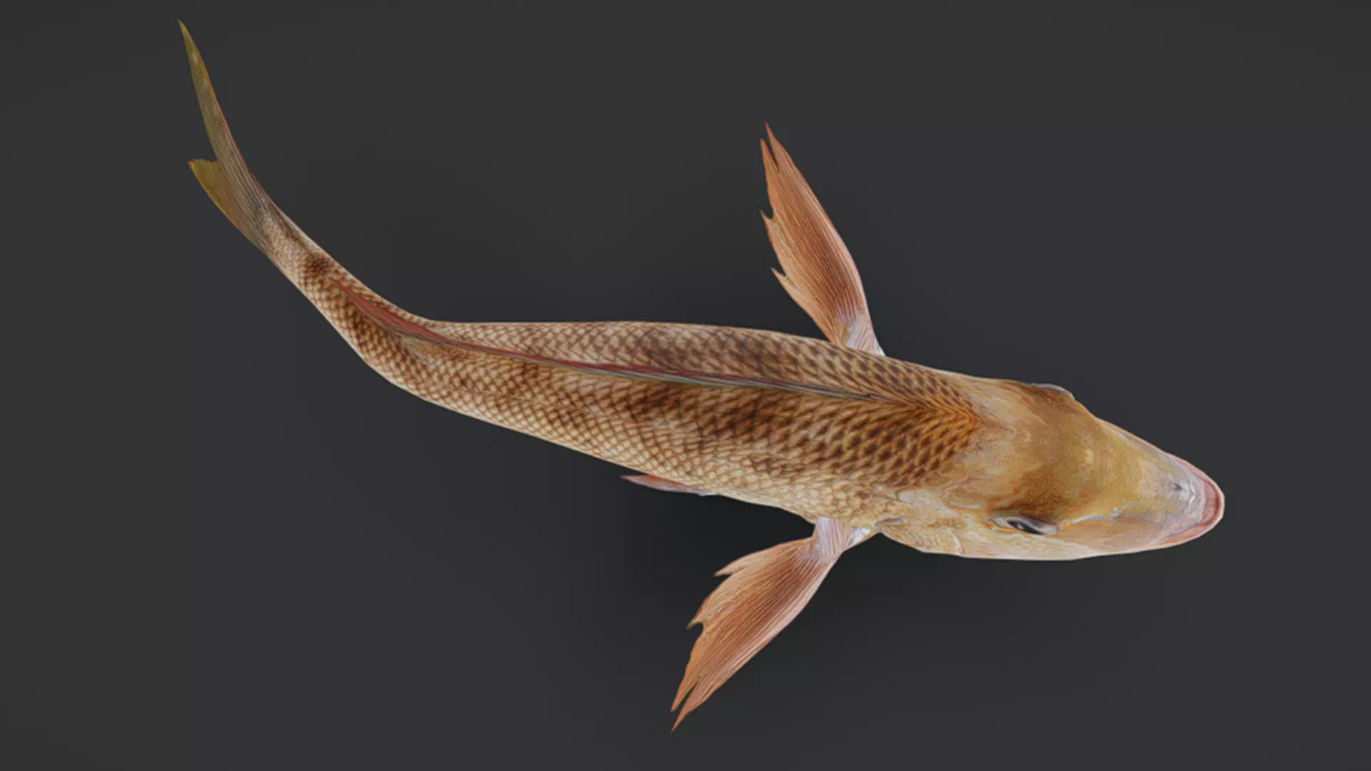 Ocean Fish Pack  3D model_32