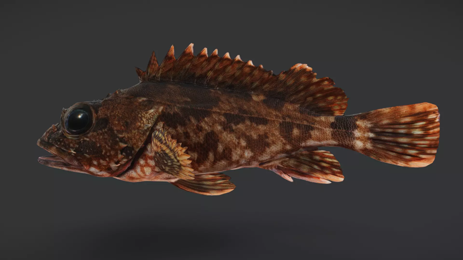 Ocean Fish Pack  3D model_25
