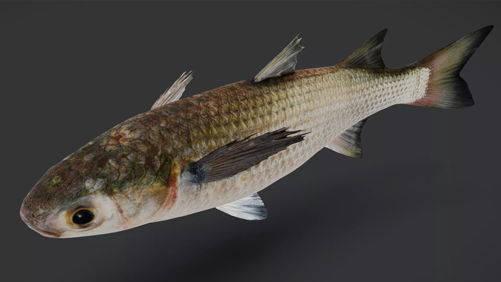 Ocean Fish Pack  3D model_16