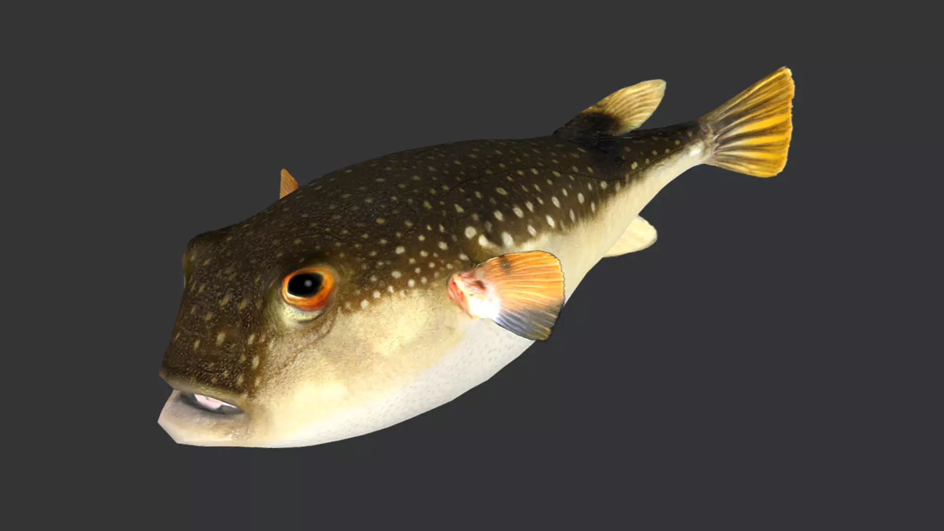 Ocean Fish Pack  3D model_54