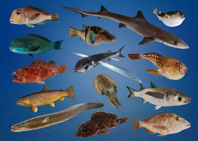 Ocean Fish Pack  3D model