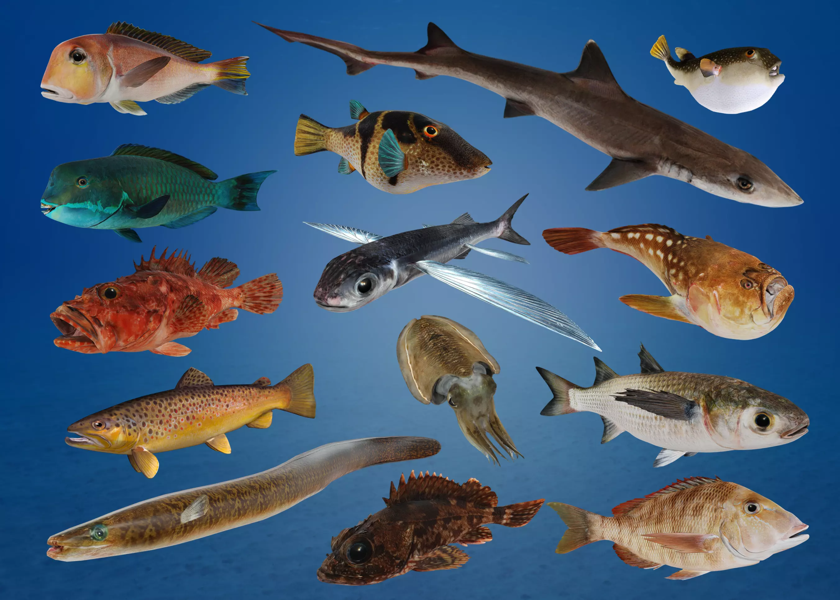 Ocean Fish Pack  3D model_0