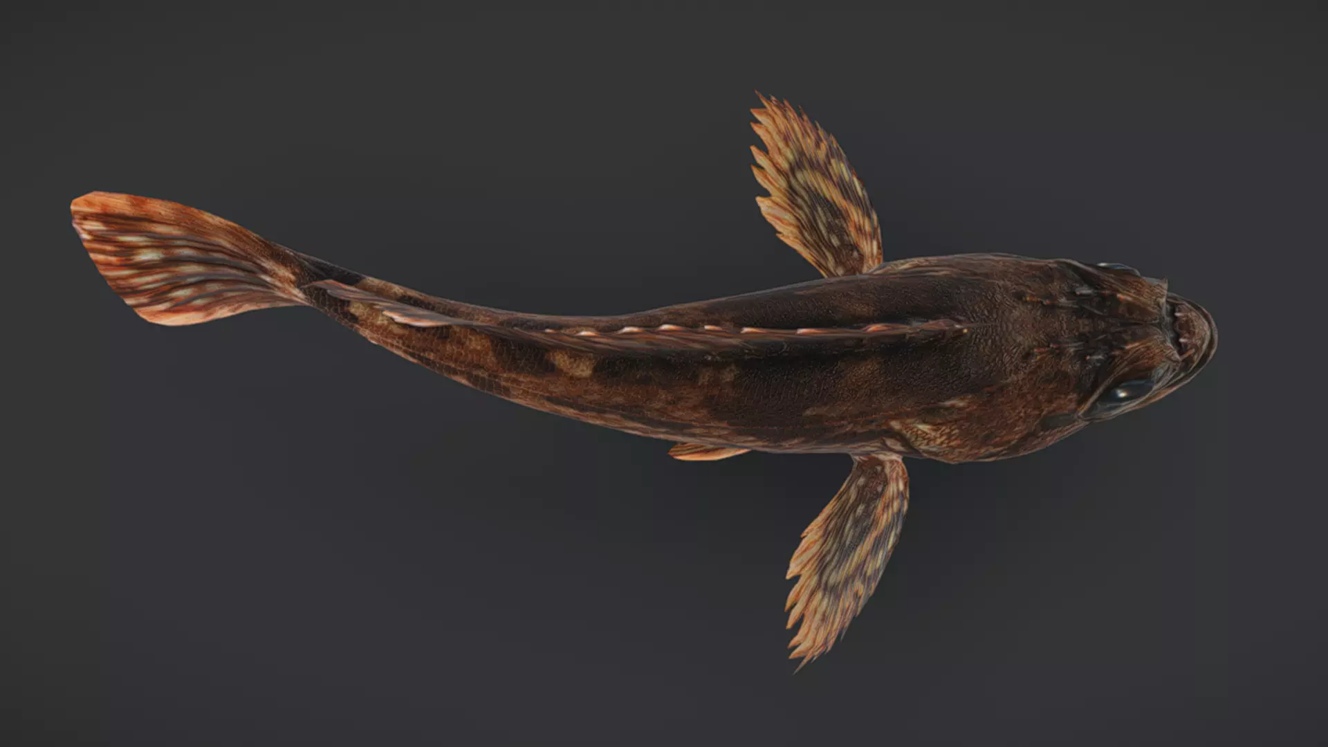 Ocean Fish Pack  3D model_26