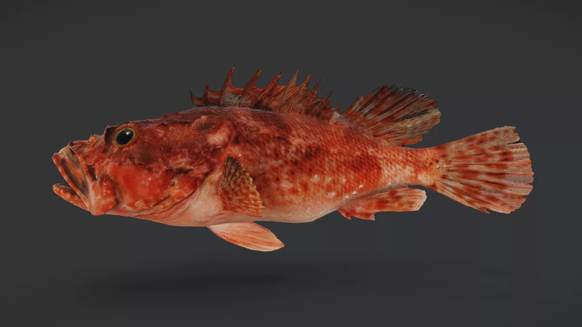 Ocean Fish Pack  3D model_20