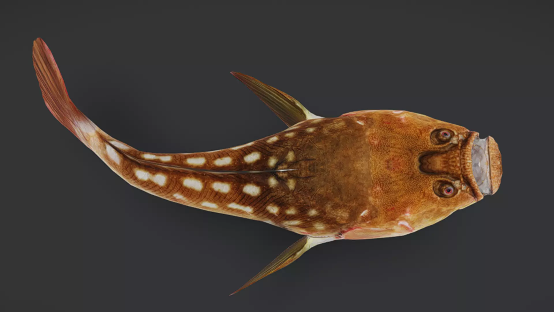 Ocean Fish Pack  3D model_41