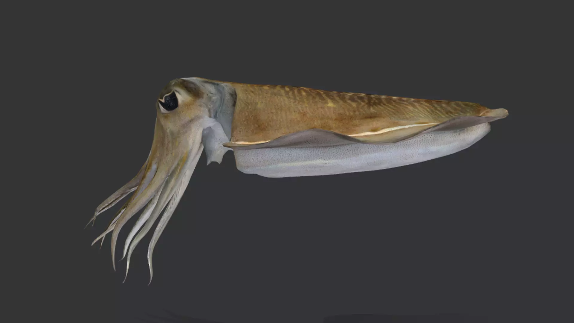 Ocean Fish Pack  3D model_28