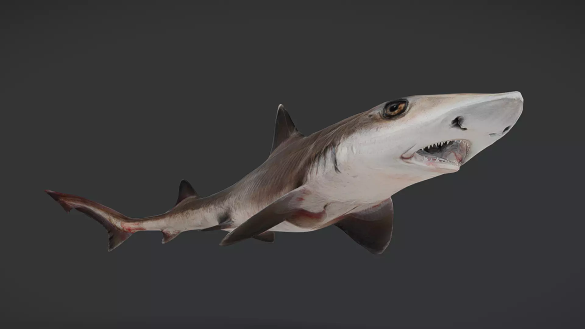 Ocean Fish Pack  3D model_24