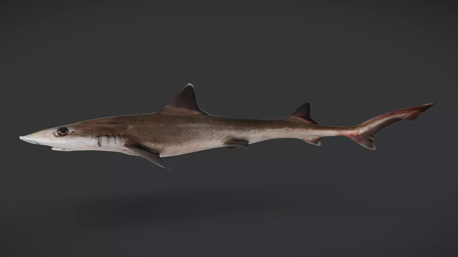 Ocean Fish Pack  3D model_22
