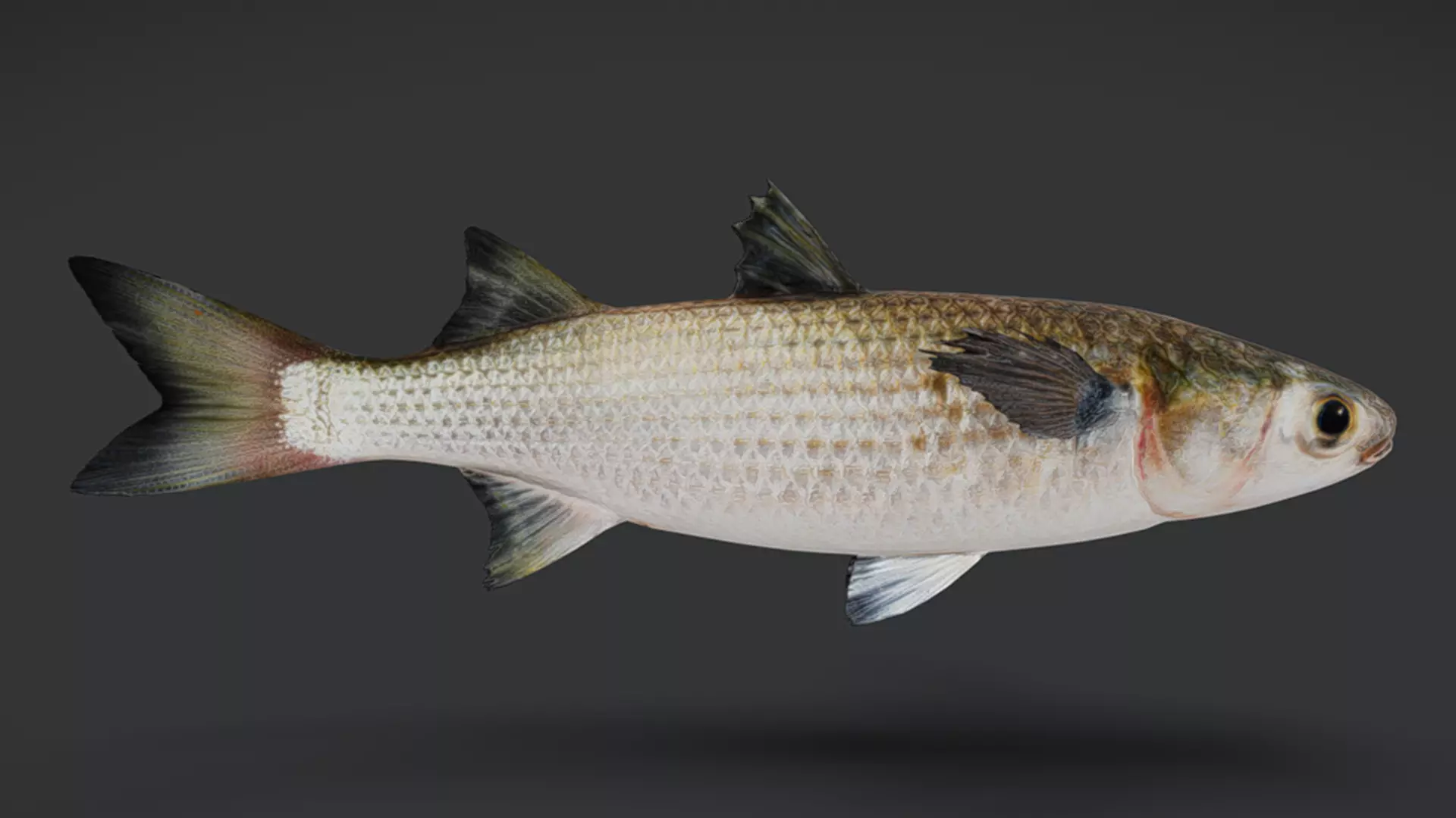 Ocean Fish Pack  3D model_17