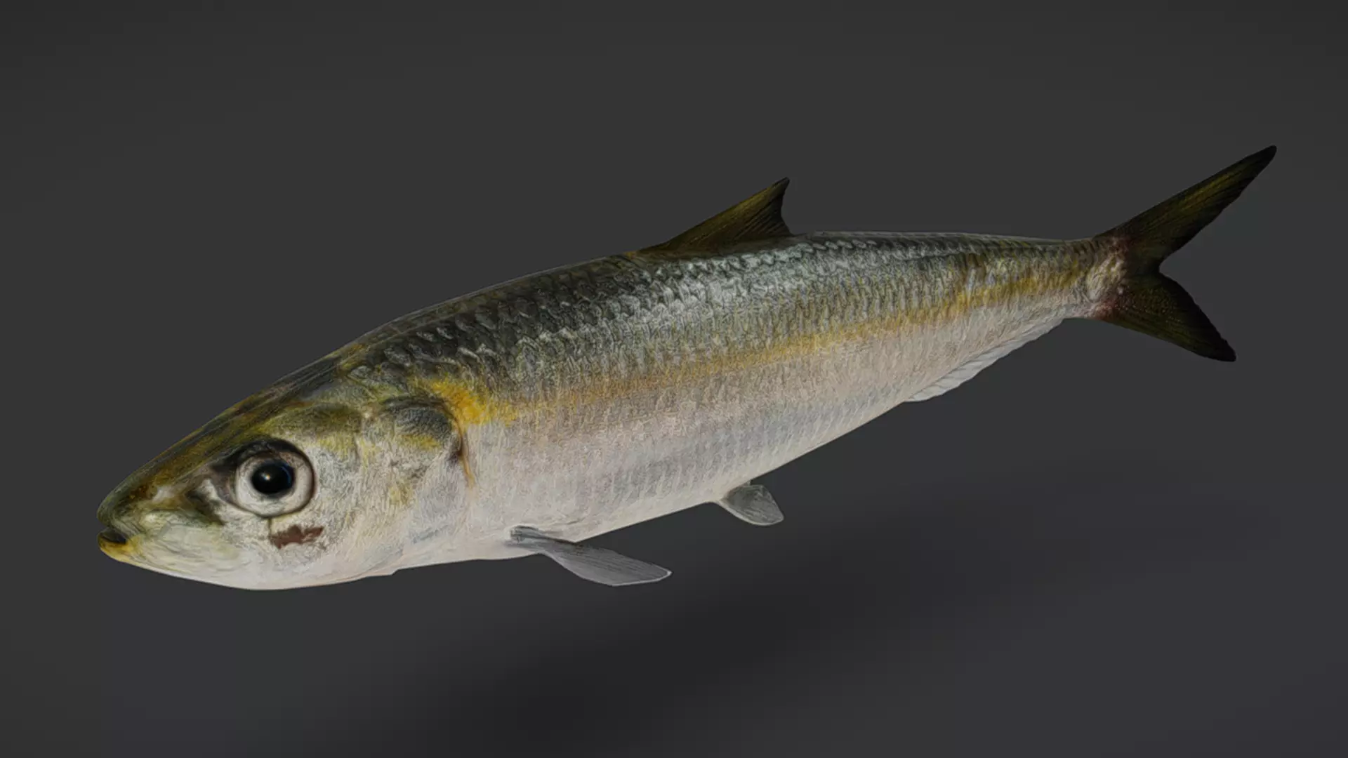 Ocean Fish Pack  3D model_44