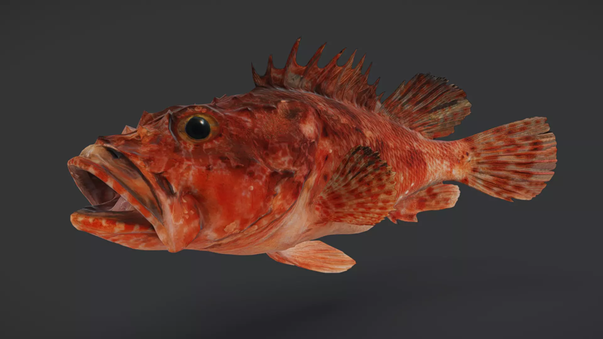 Ocean Fish Pack  3D model_19