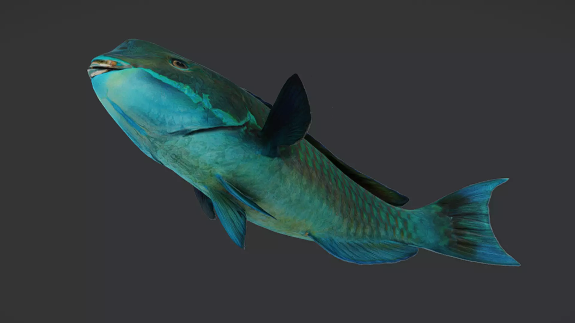 Ocean Fish Pack  3D model_39