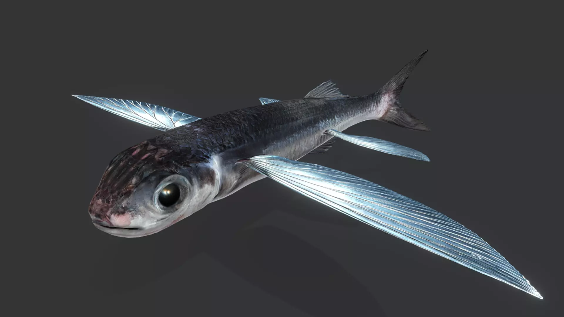 Ocean Fish Pack  3D model_13