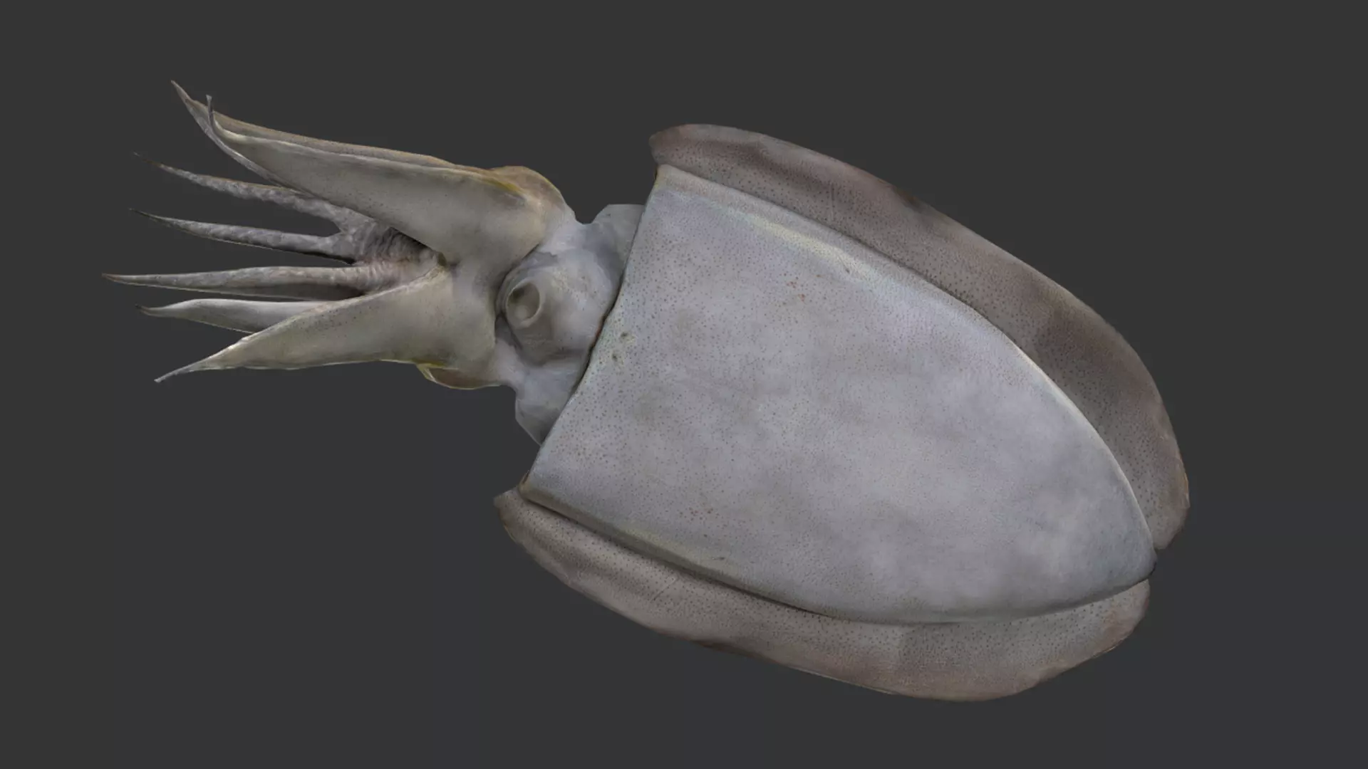 Ocean Fish Pack  3D model_29