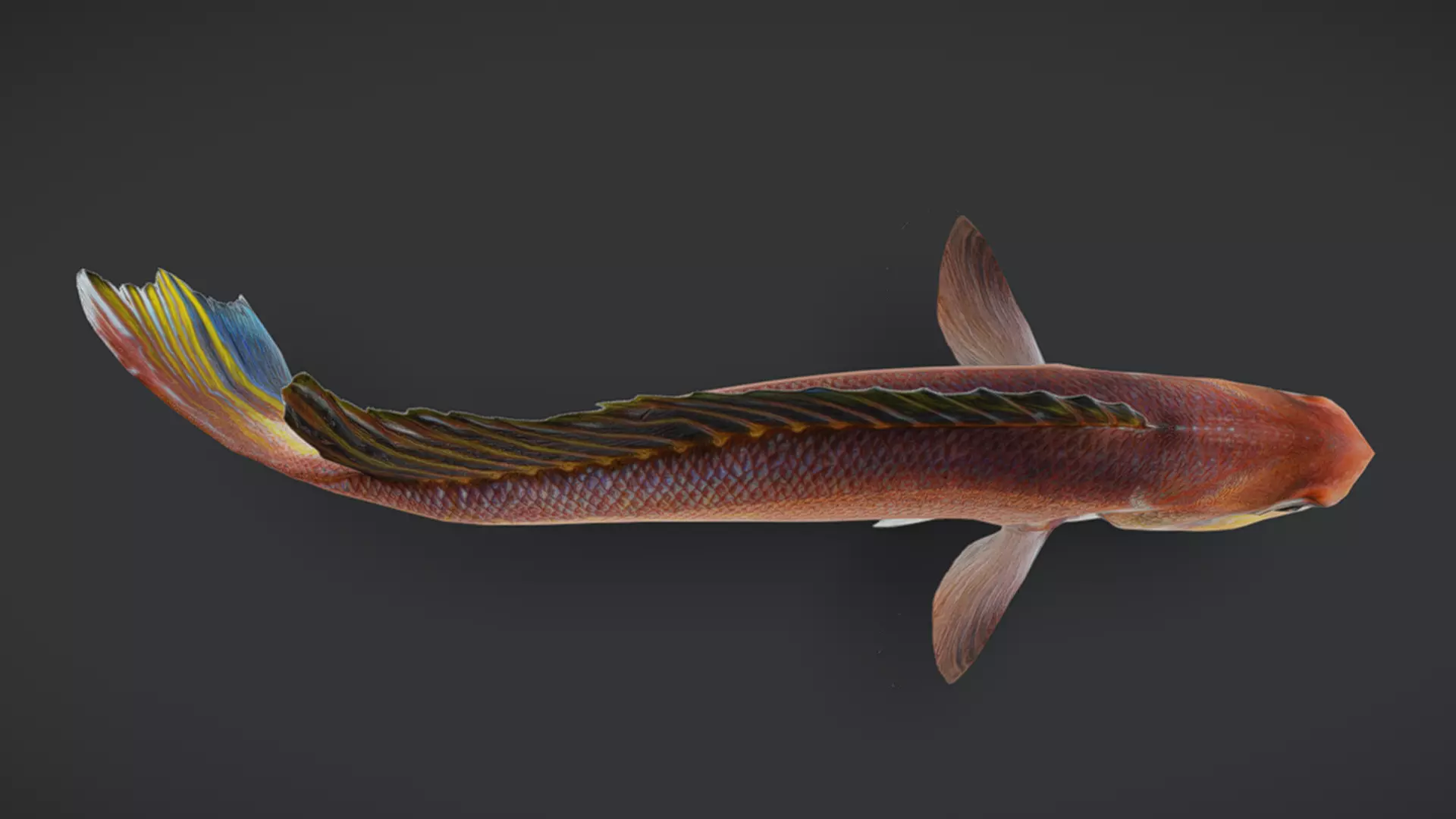 Ocean Fish Pack  3D model_35