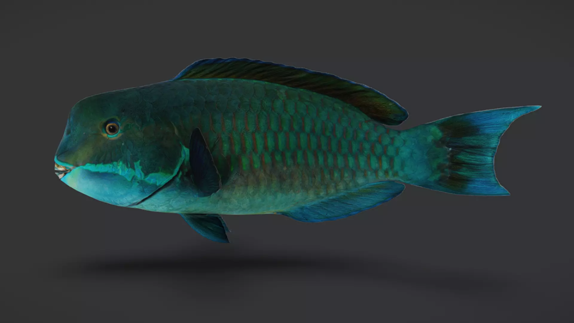 Ocean Fish Pack  3D model_37