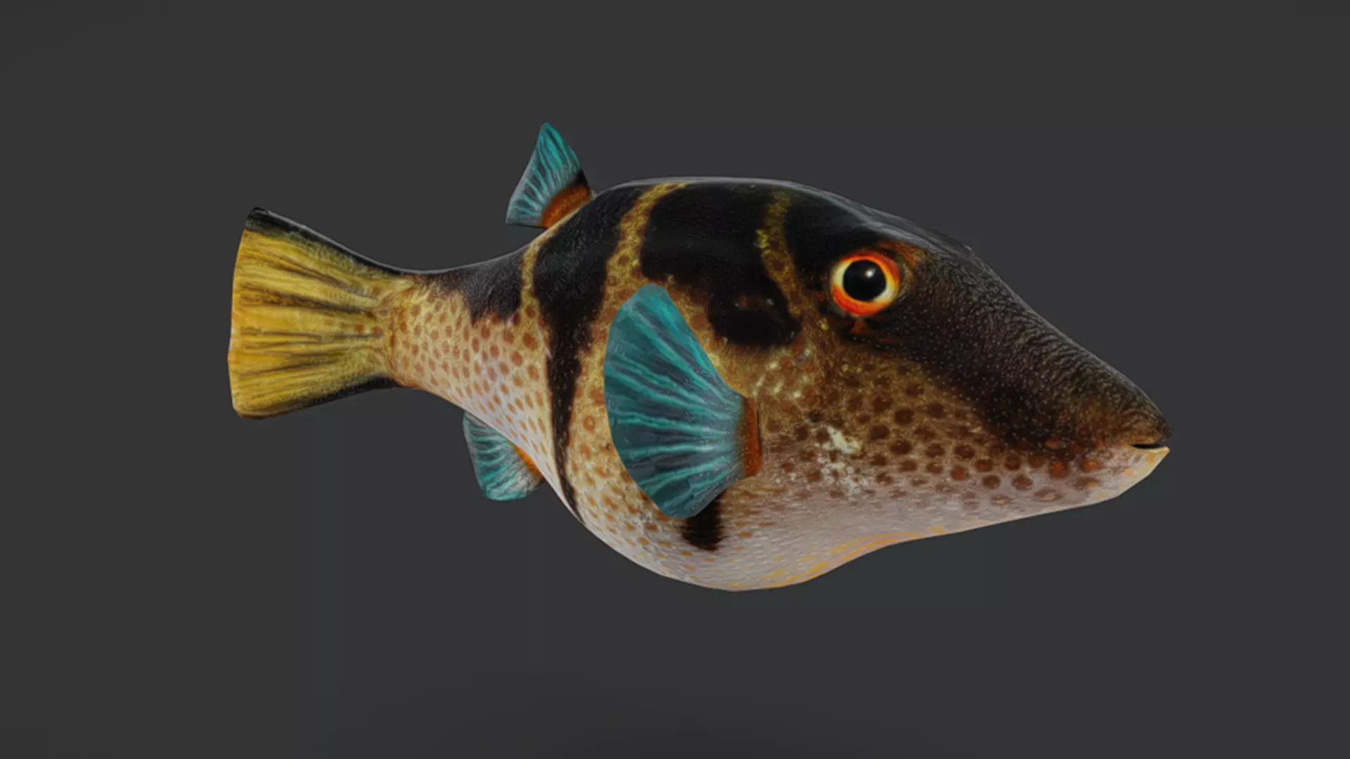 Ocean Fish Pack  3D model_47