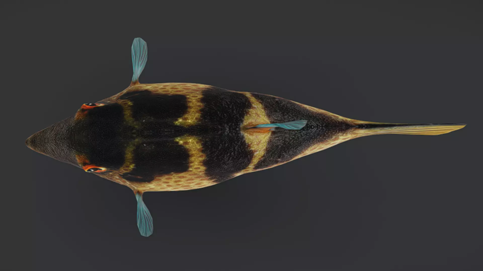 Ocean Fish Pack  3D model_48