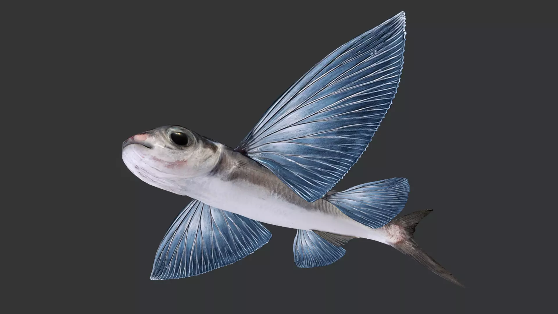 Ocean Fish Pack  3D model_15