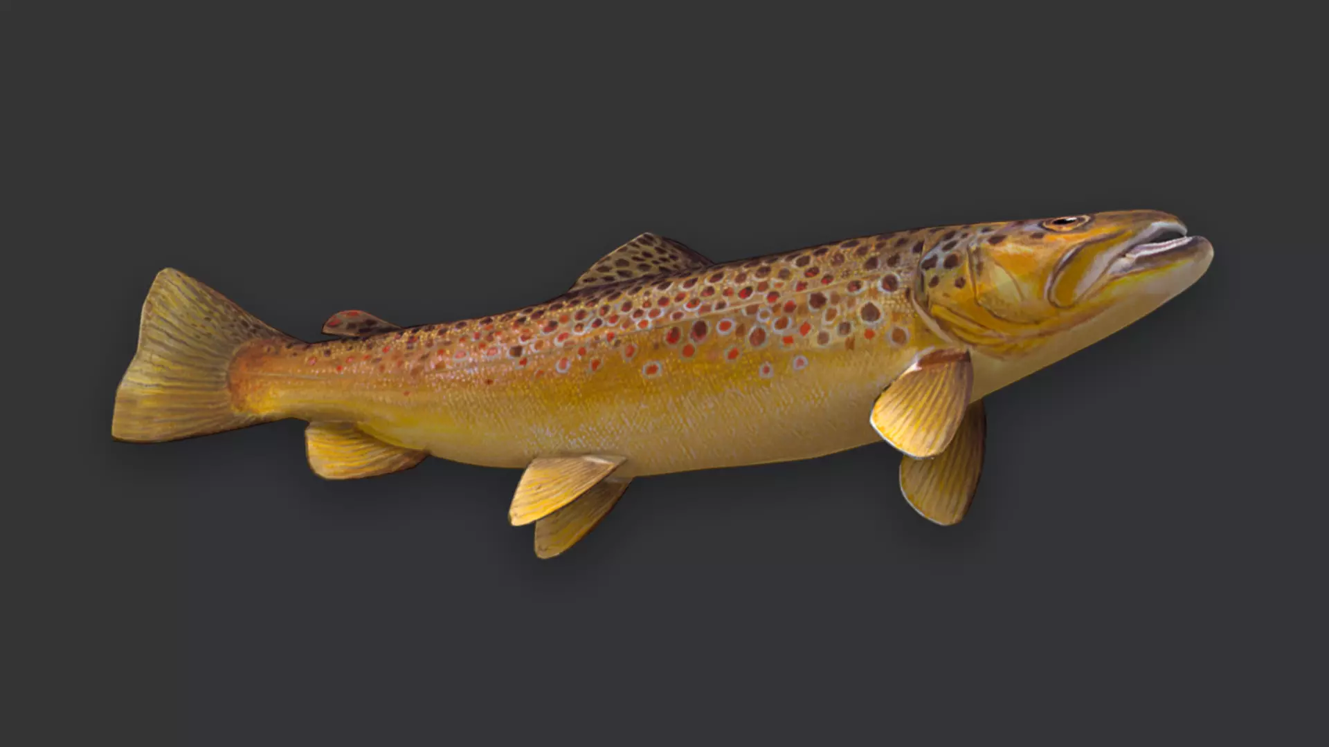 Ocean Fish Pack  3D model_55