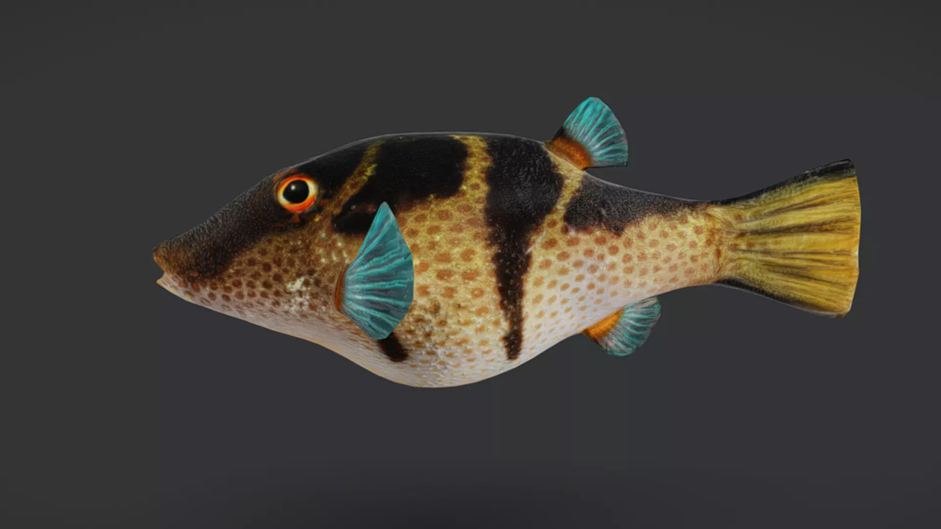 Ocean Fish Pack  3D model_46