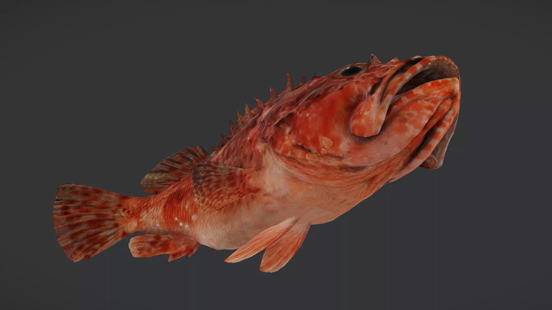 Ocean Fish Pack  3D model_21