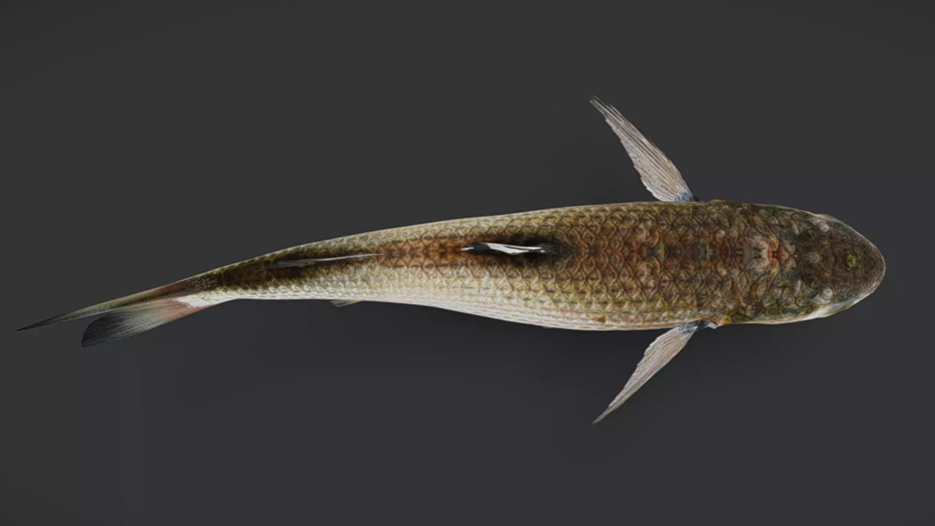 Ocean Fish Pack  3D model_18