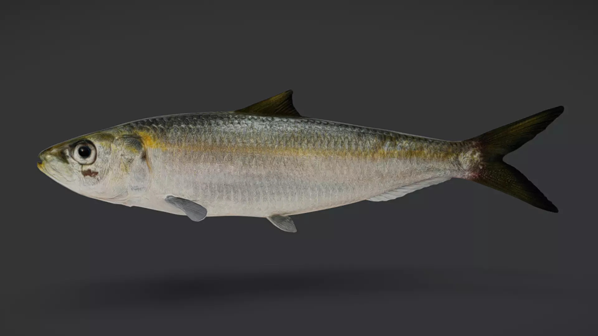 Ocean Fish Pack  3D model_43