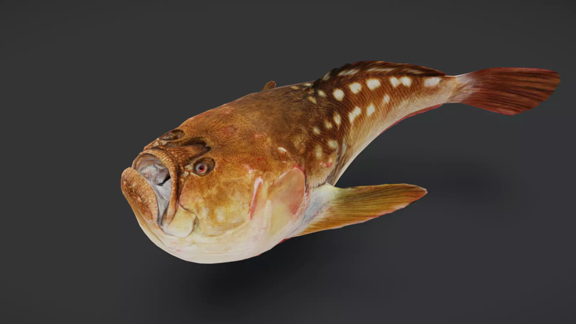 Ocean Fish Pack  3D model_40
