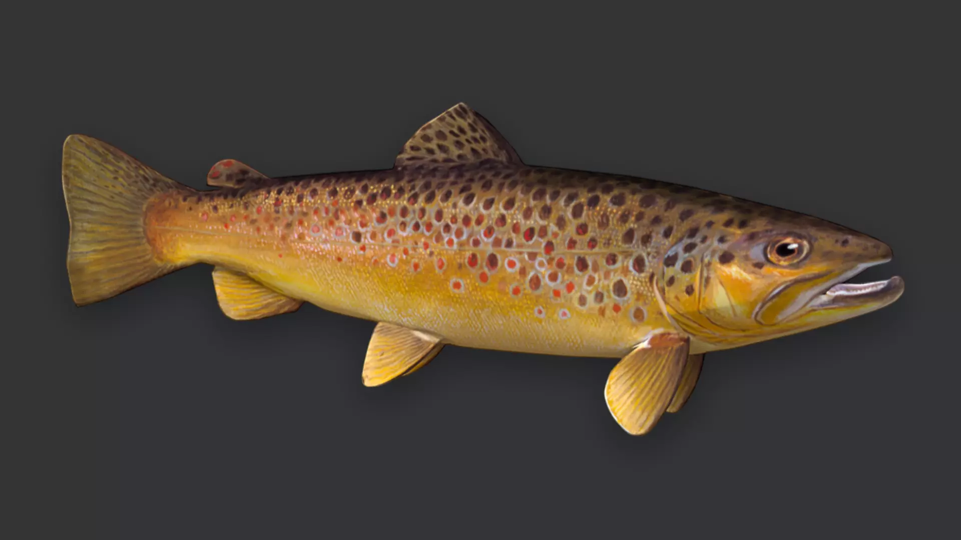 Ocean Fish Pack  3D model_56