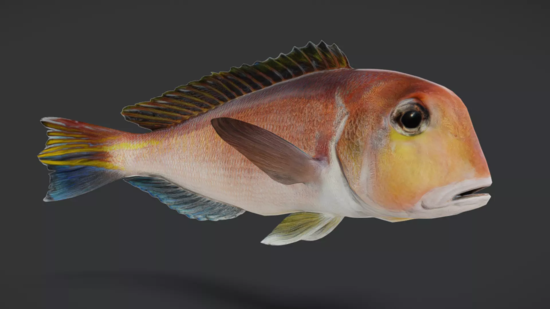 Ocean Fish Pack  3D model_34