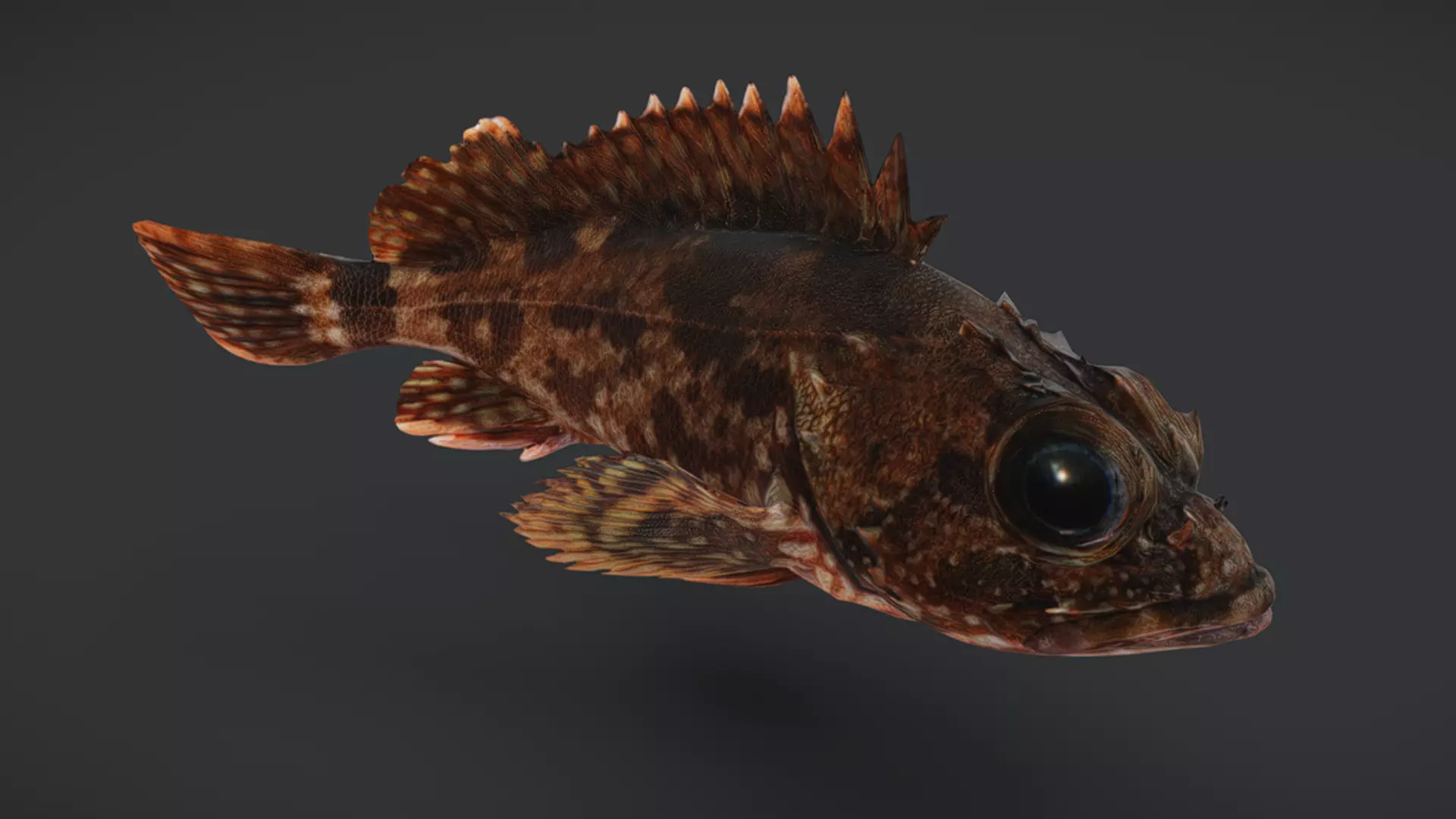 Ocean Fish Pack  3D model_27