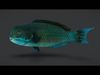 Ocean Fish Pack  3D model_7