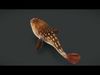 Ocean Fish Pack  3D model_4