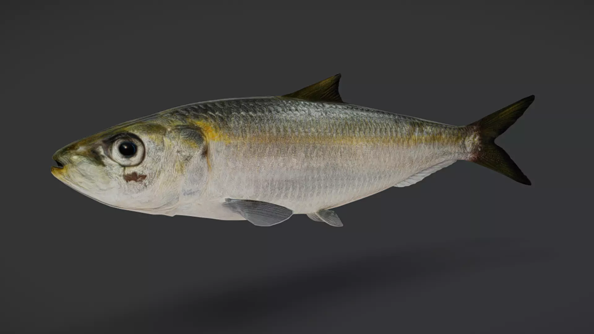 Ocean Fish Pack  3D model_45