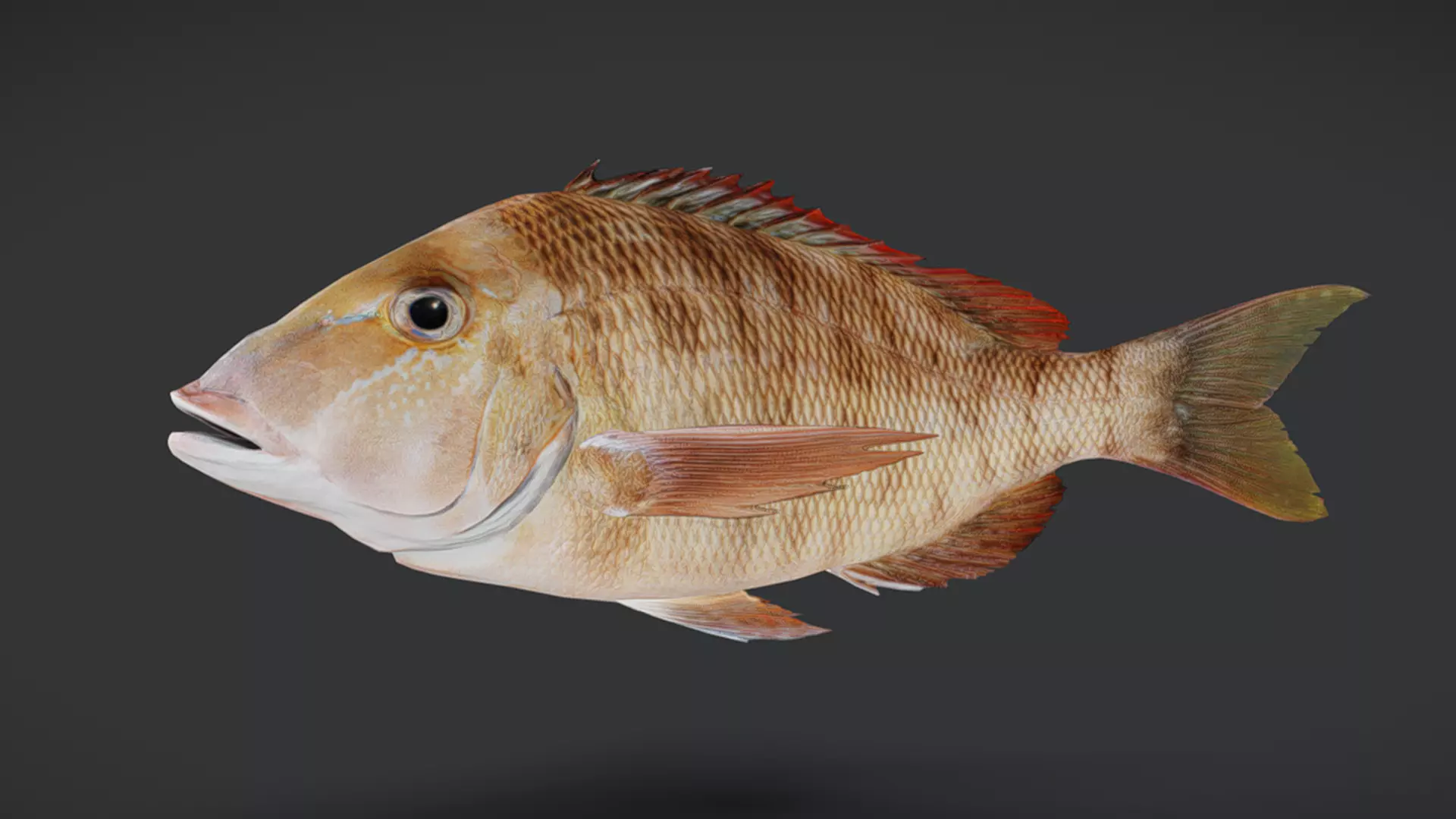Ocean Fish Pack  3D model_33