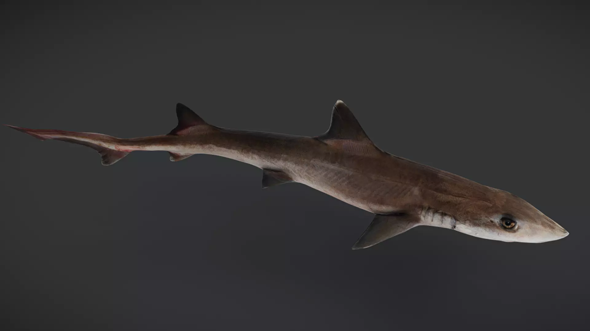 Ocean Fish Pack  3D model_23