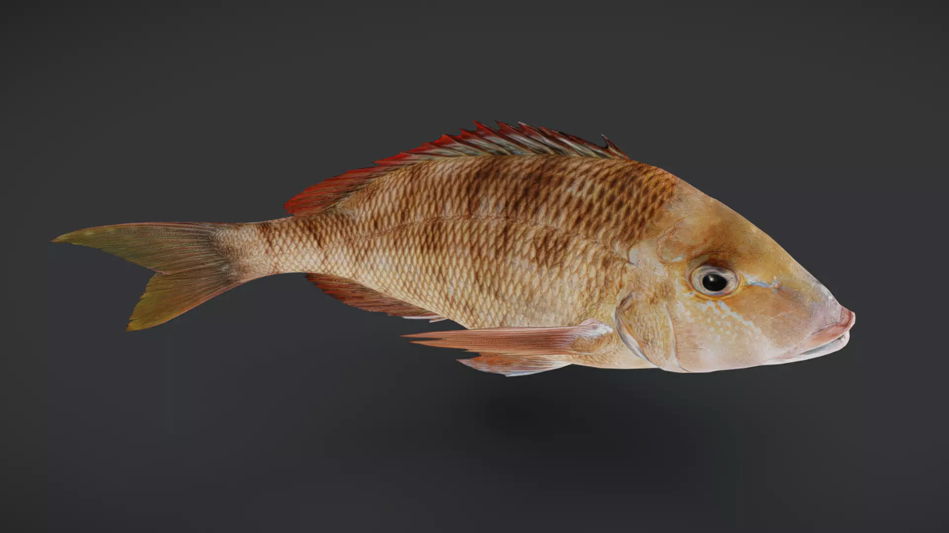 Ocean Fish Pack  3D model_31