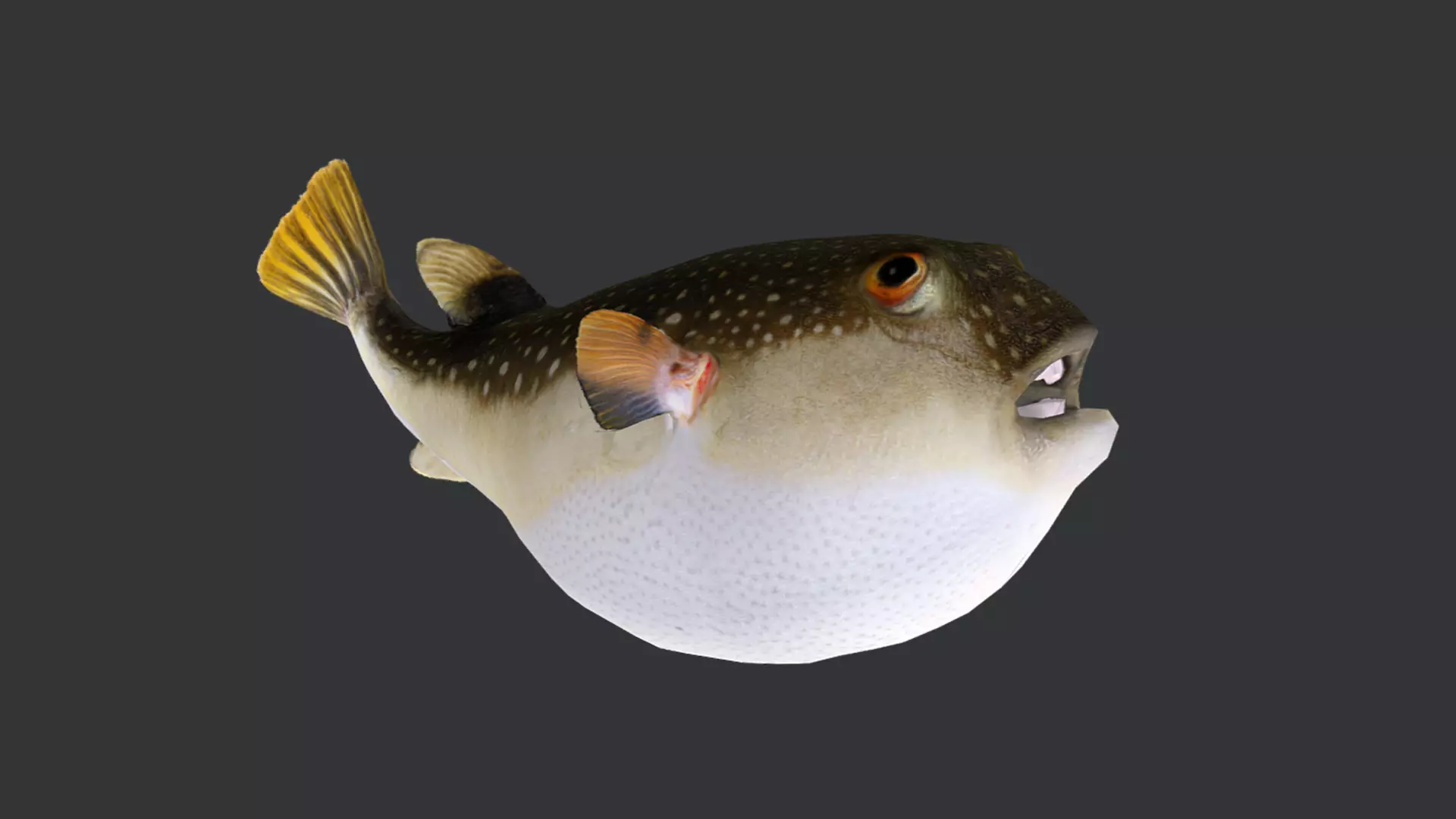 Ocean Fish Pack  3D model_52