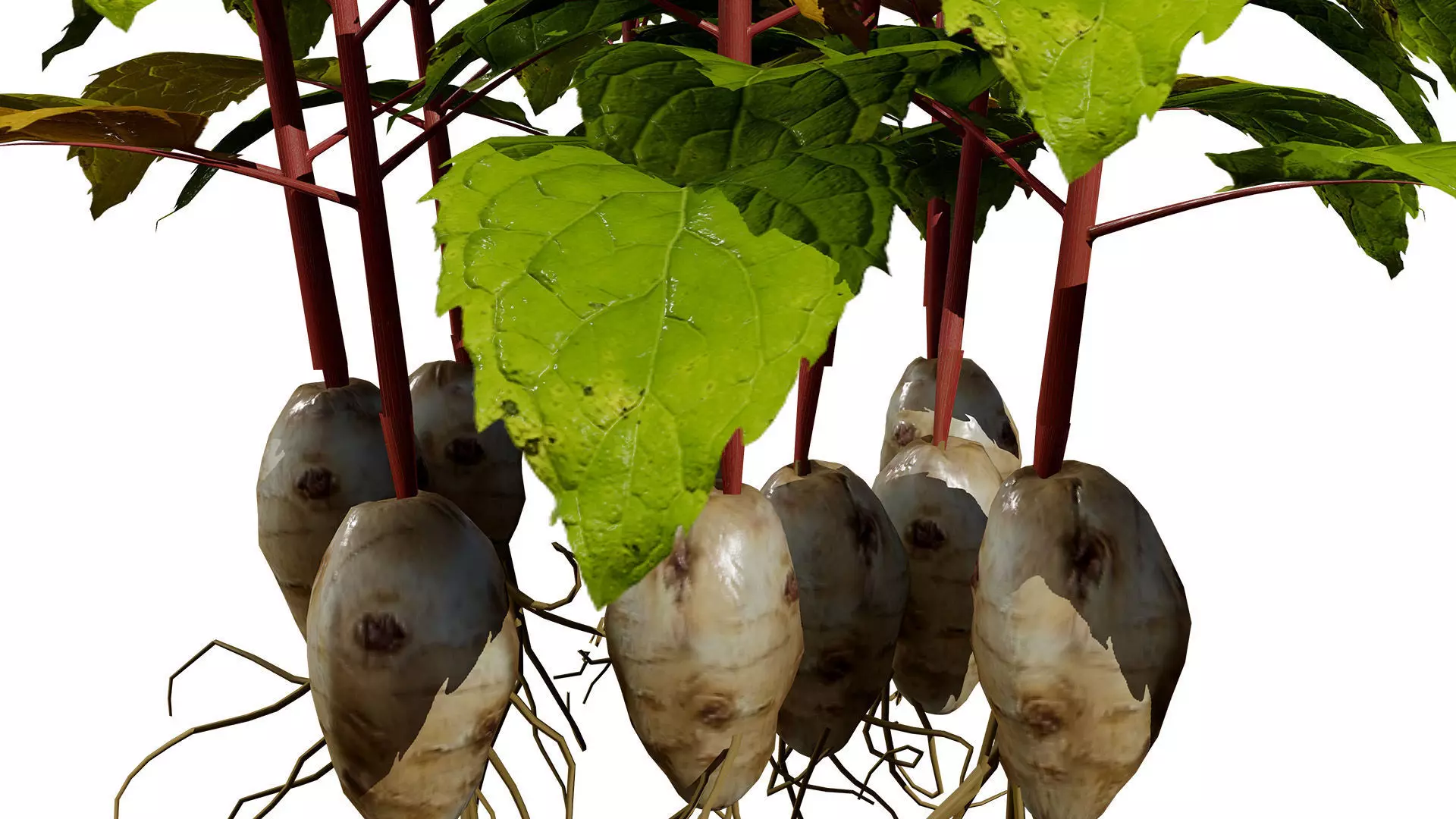 Jerusalem Artichoke 3D Model Pack Low-poly 3D model_4