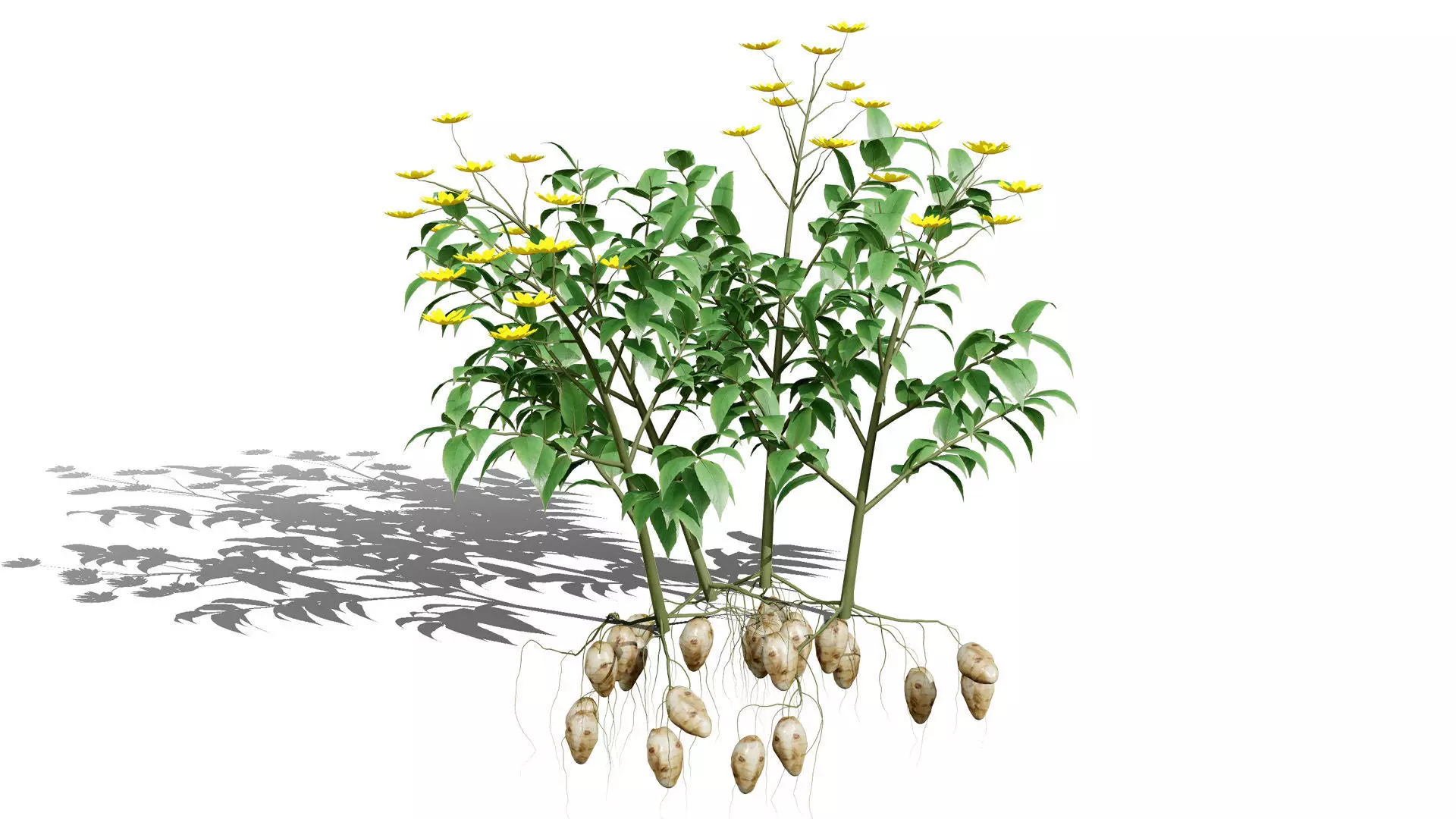 Jerusalem Artichoke 3D Model Pack Low-poly 3D model_6