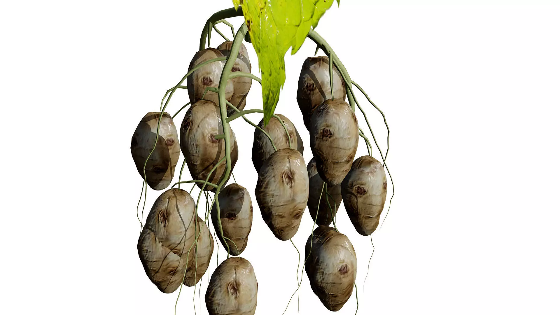 Jerusalem Artichoke 3D Model Pack Low-poly 3D model_10