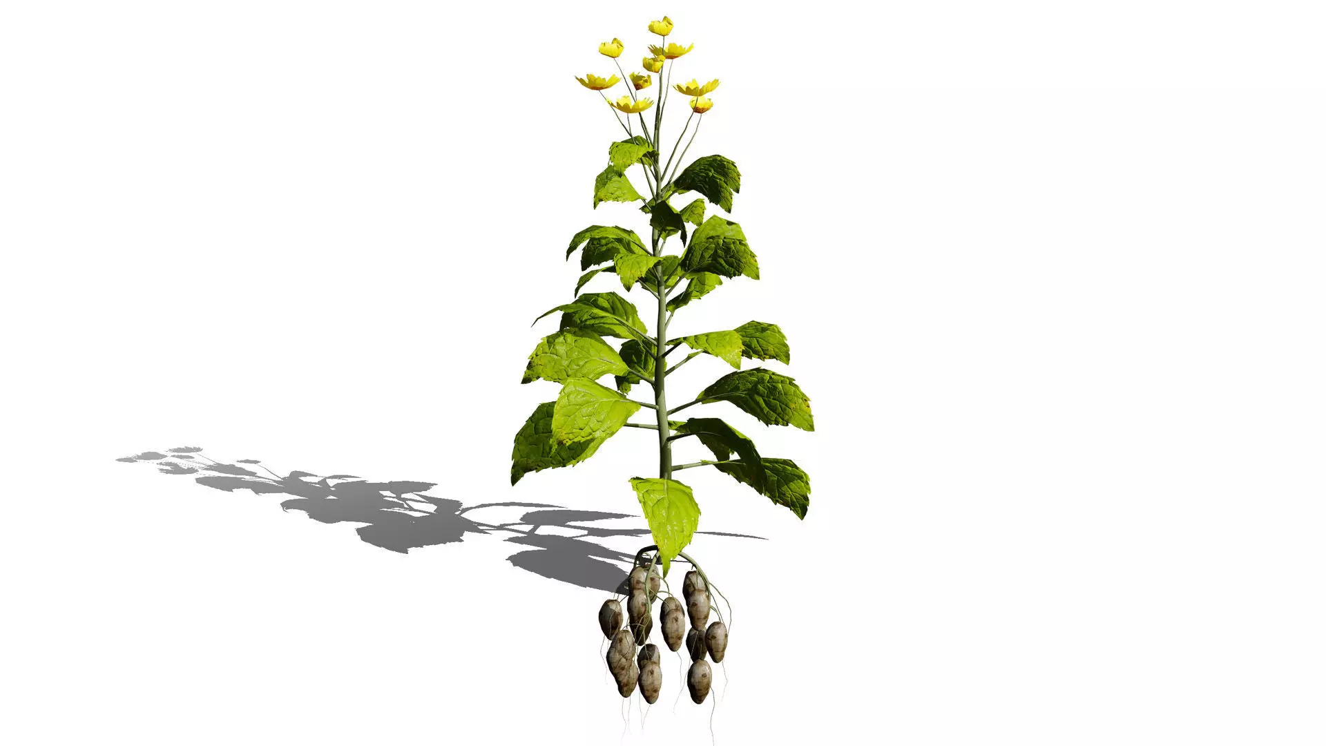 Jerusalem Artichoke 3D Model Pack Low-poly 3D model_2