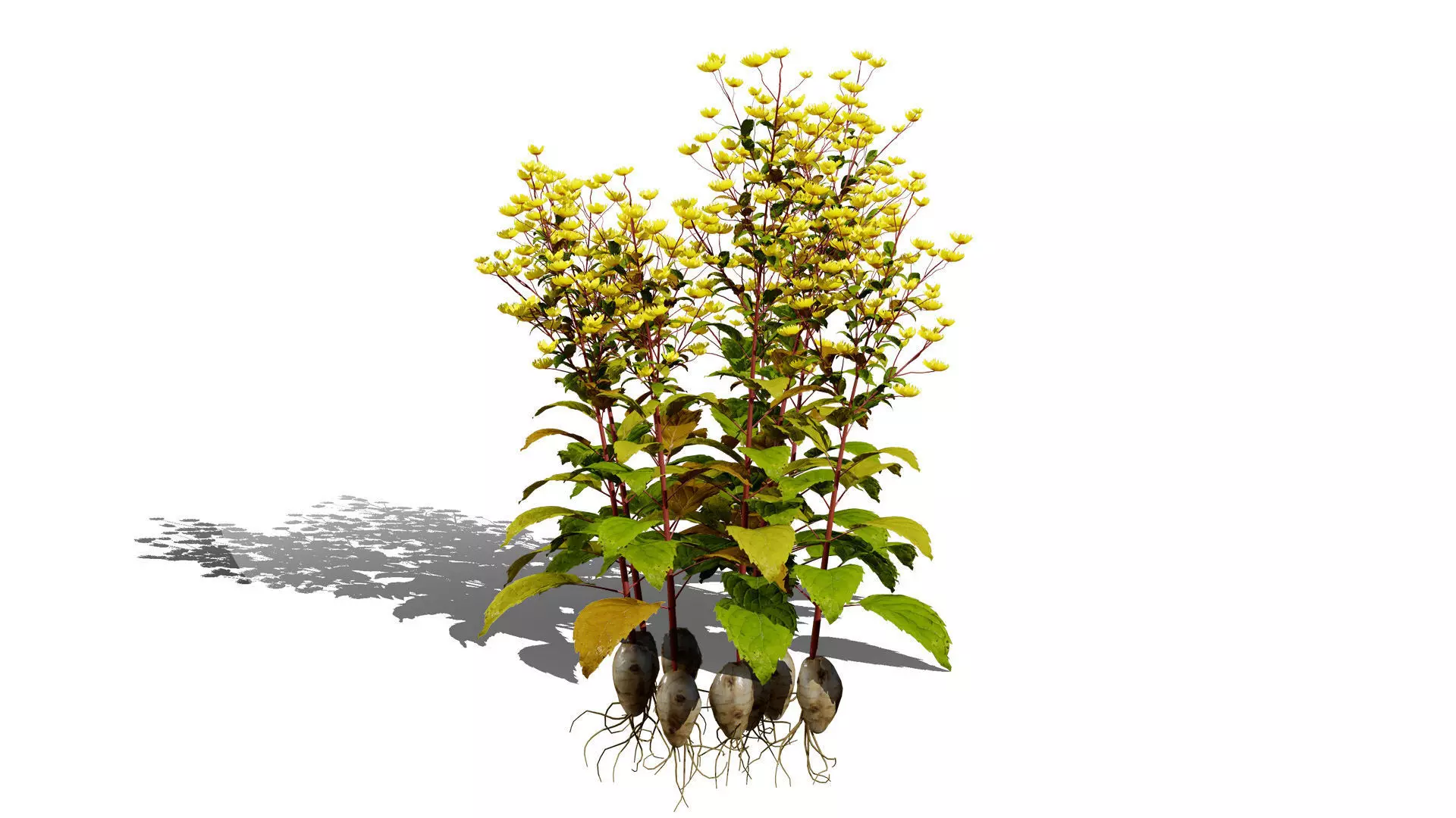 Jerusalem Artichoke 3D Model Pack Low-poly 3D model_3